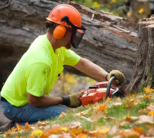 tree services Bloomdale